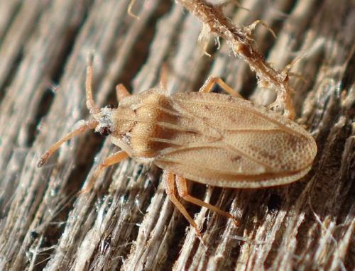 Réf. 198 984 : Tingis auriculata